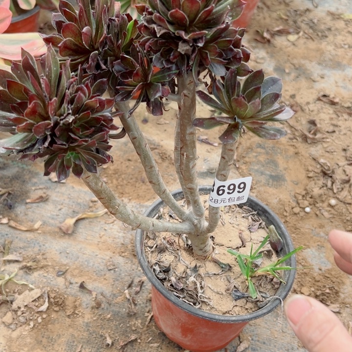 699灰法师多肉植物