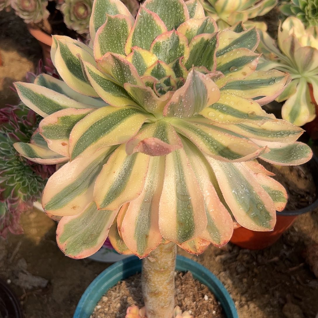 多肉植物大颗燕姿