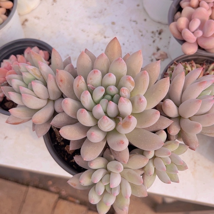 健健康康平平安安