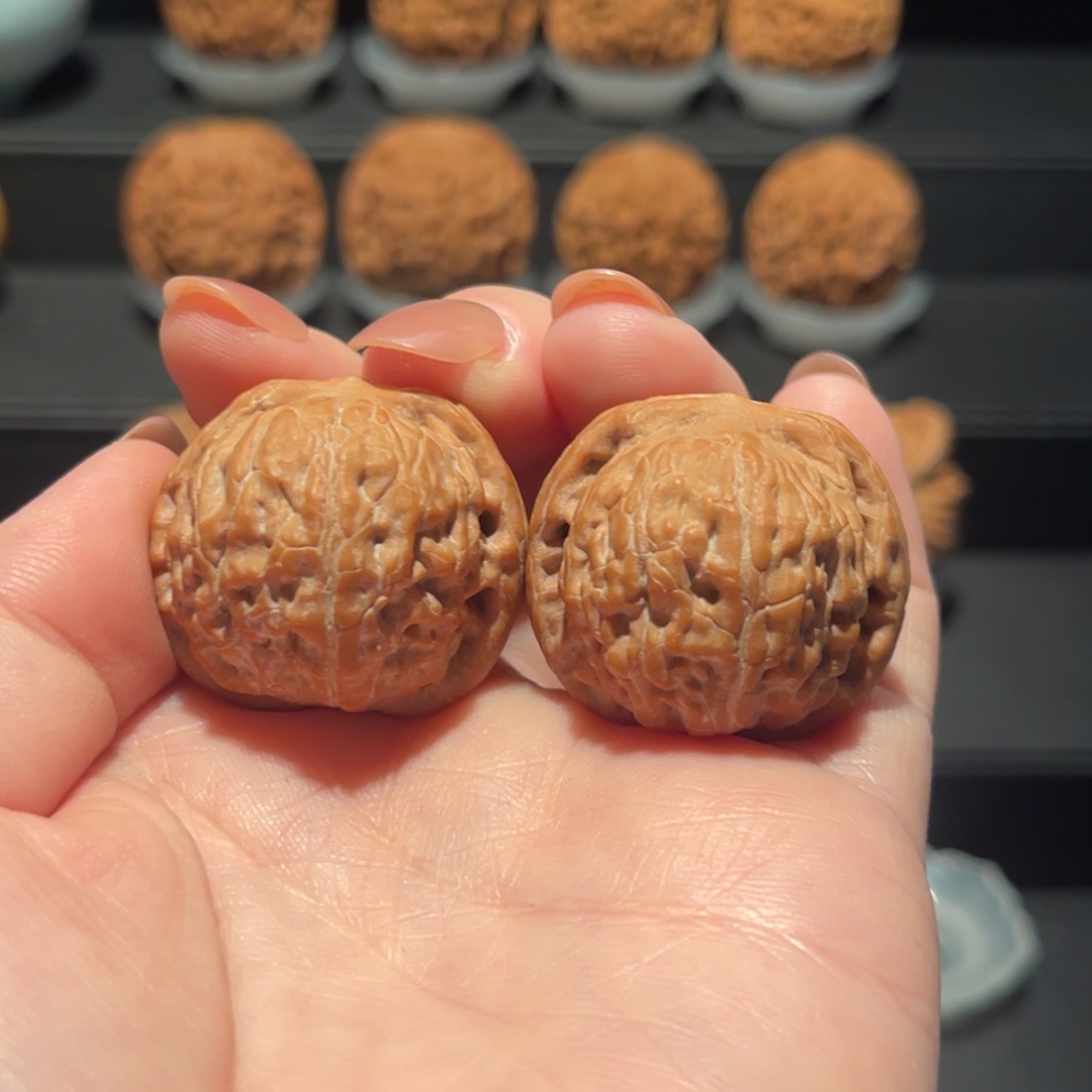 野生，小莲花31精品，全品482