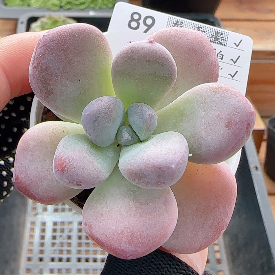 多肉0809-89福利福利