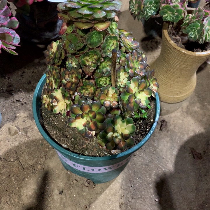 134海王七彩多肉植物