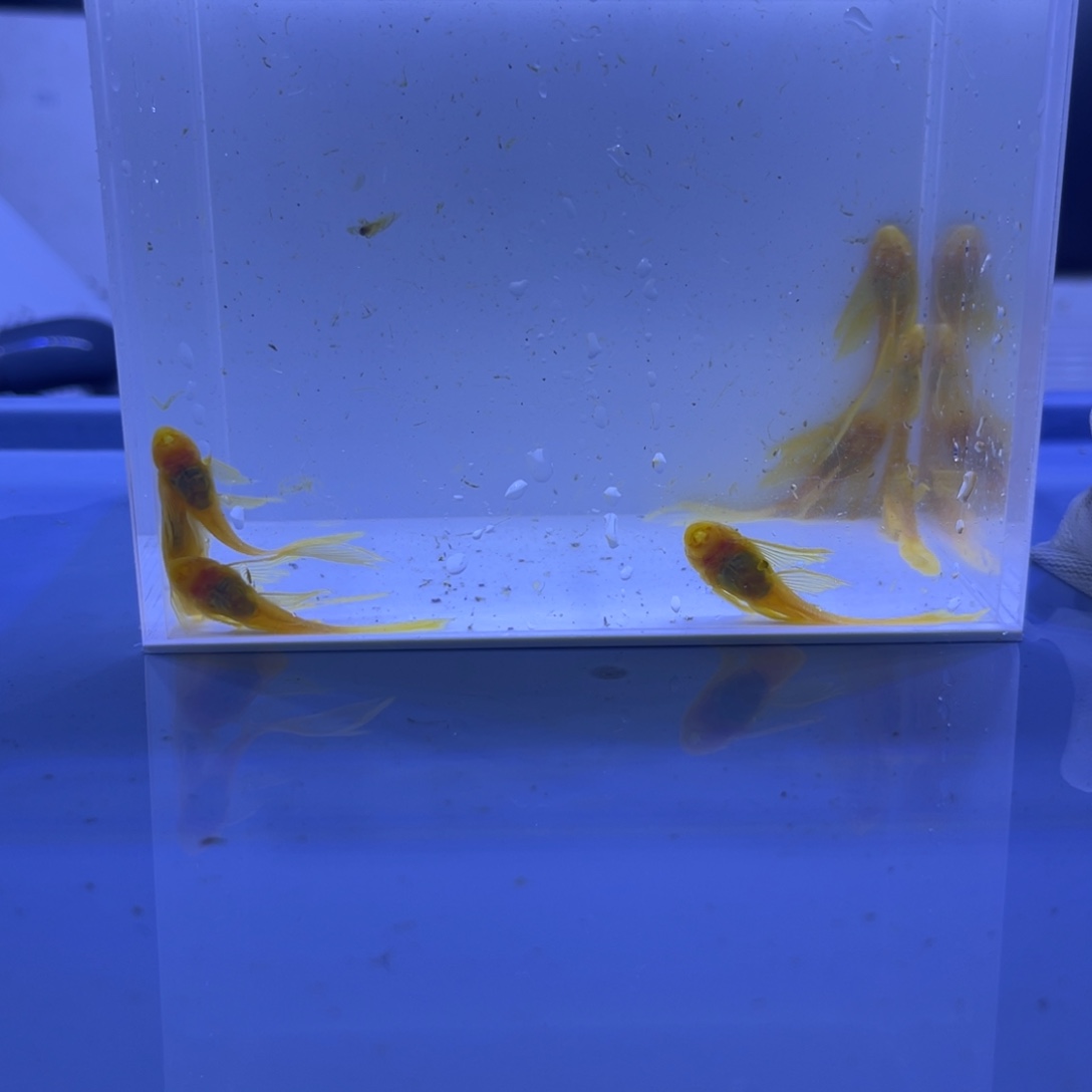 孔雀鱼大帆8条开箱视频报损