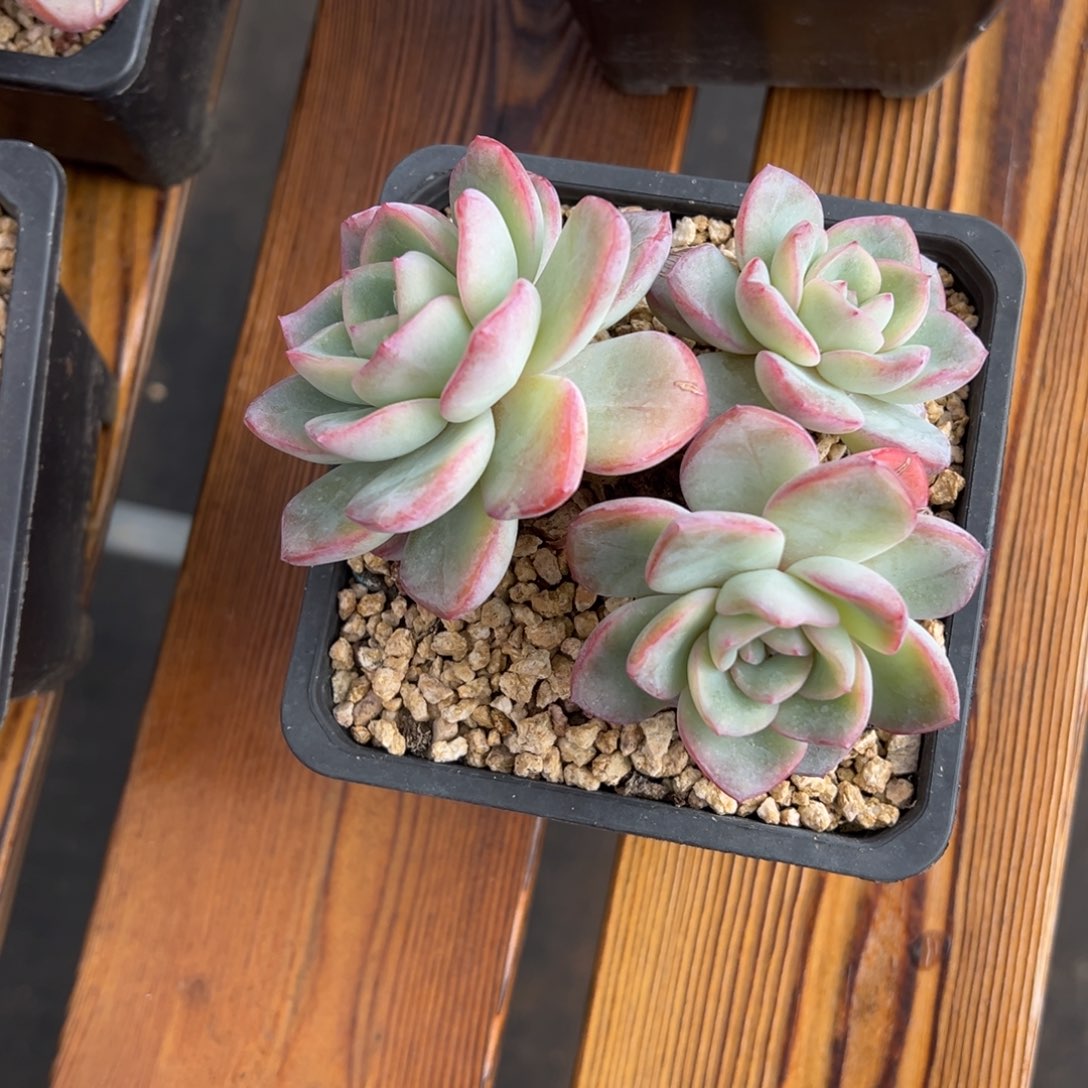 张张精品多肉甄选泡芙三头