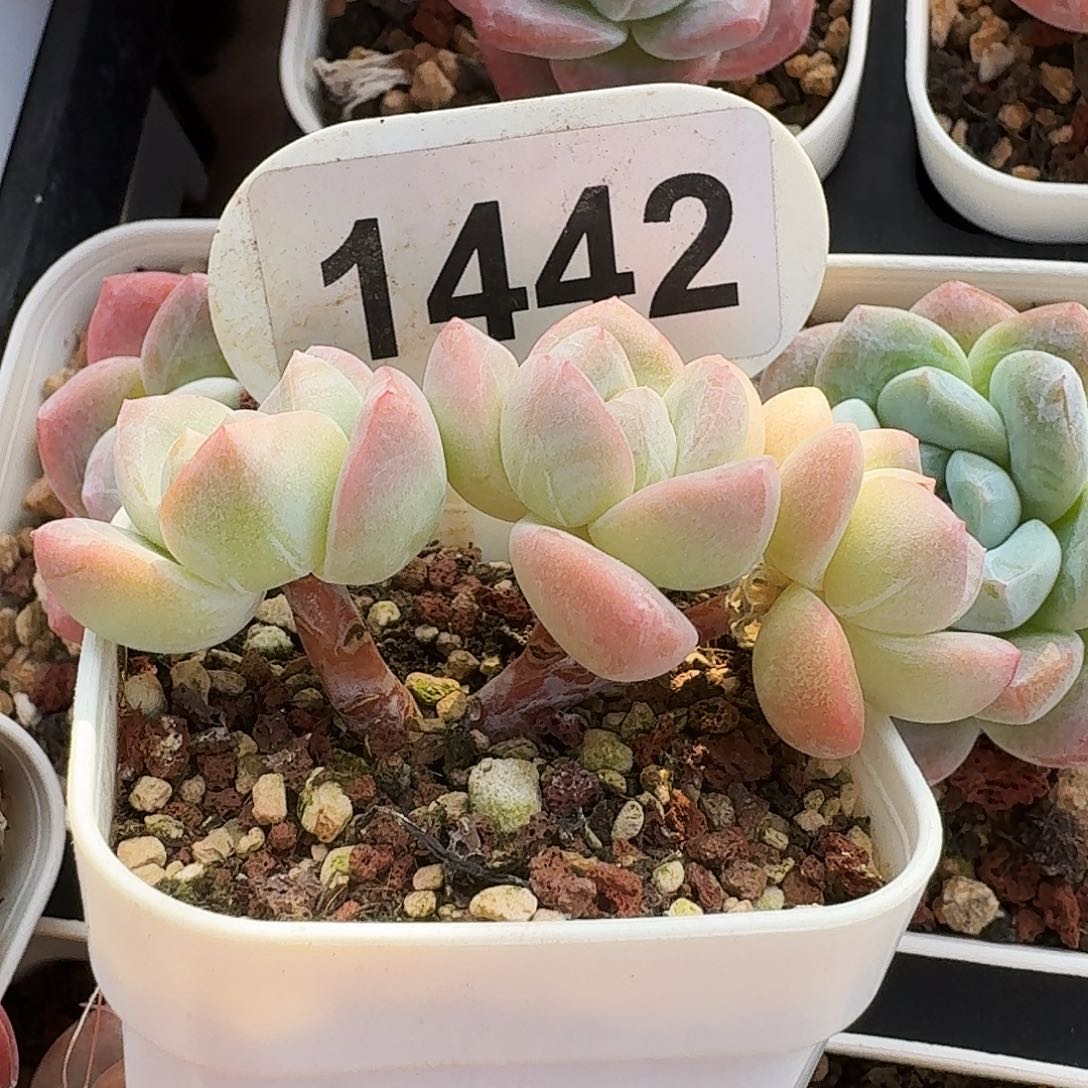 1442小树冰玉白底冰玉3头