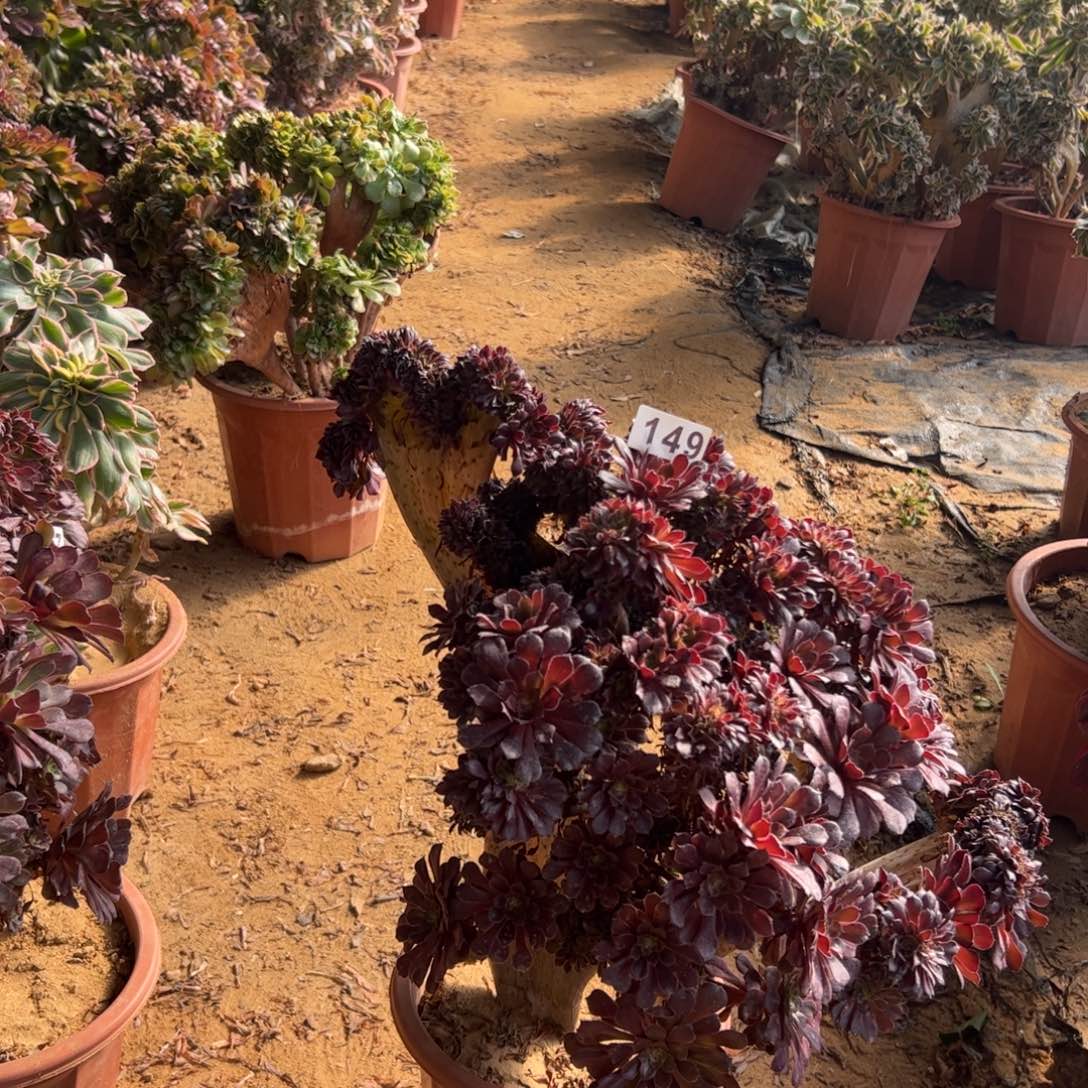 有伤铜壶149官府45