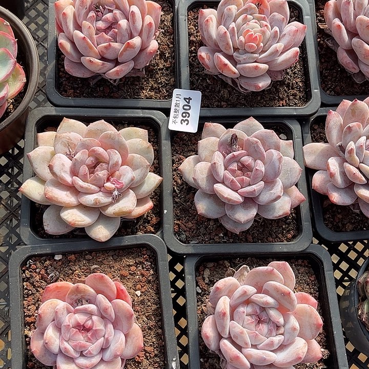 阿雅园艺。     3904梦露6颗