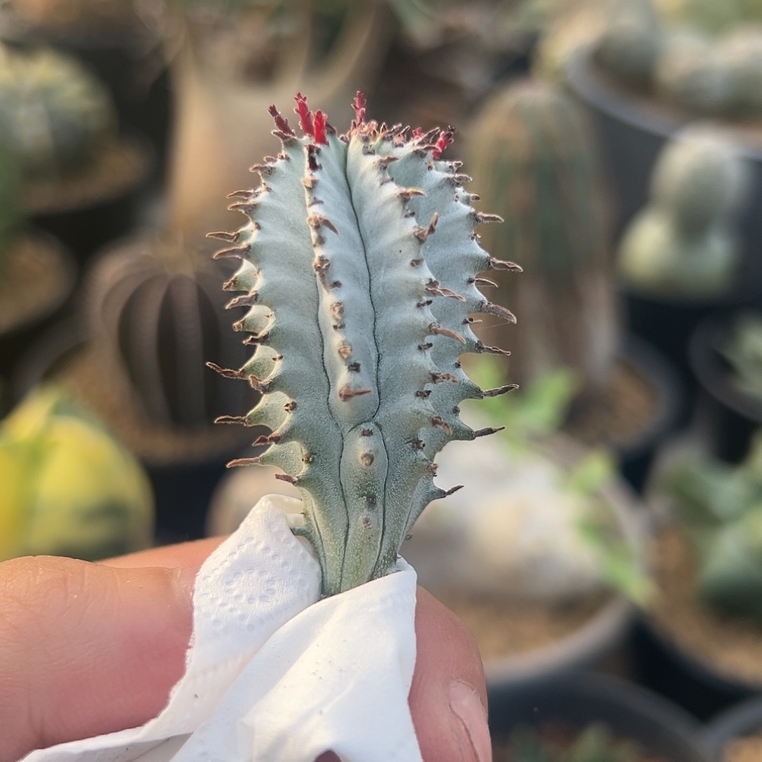完全开放超白衣侧芽g