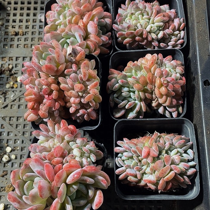 缀化珍妮带盆土发