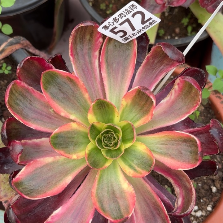 572烈焰掌心多肉法师锦不包侧枝断枝的