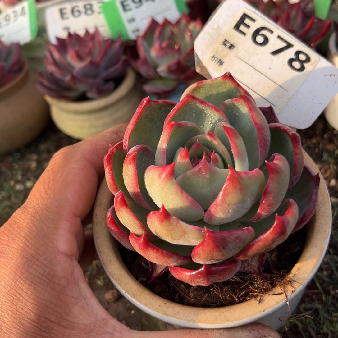 惊鸿一瞥678号多肉