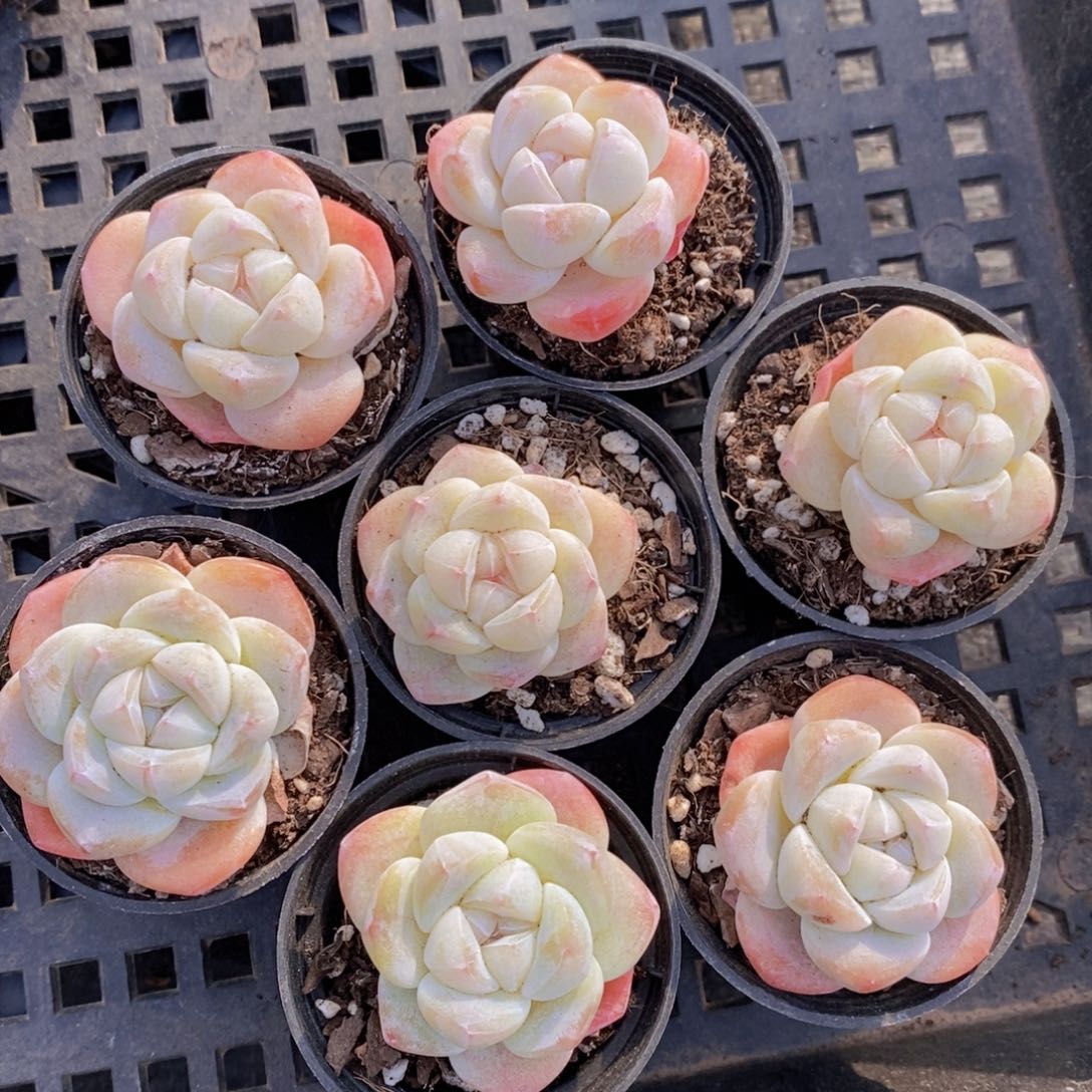 量拍55号精品奶油珍妮冰玉单头七个