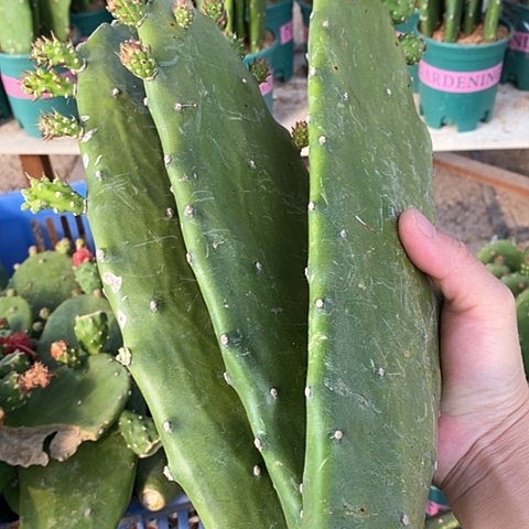 30公分左右无根3片带花苞胭脂仙人掌