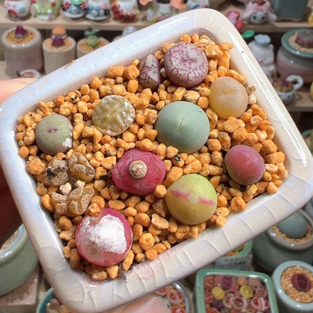 多肉植物158号肉锥混合