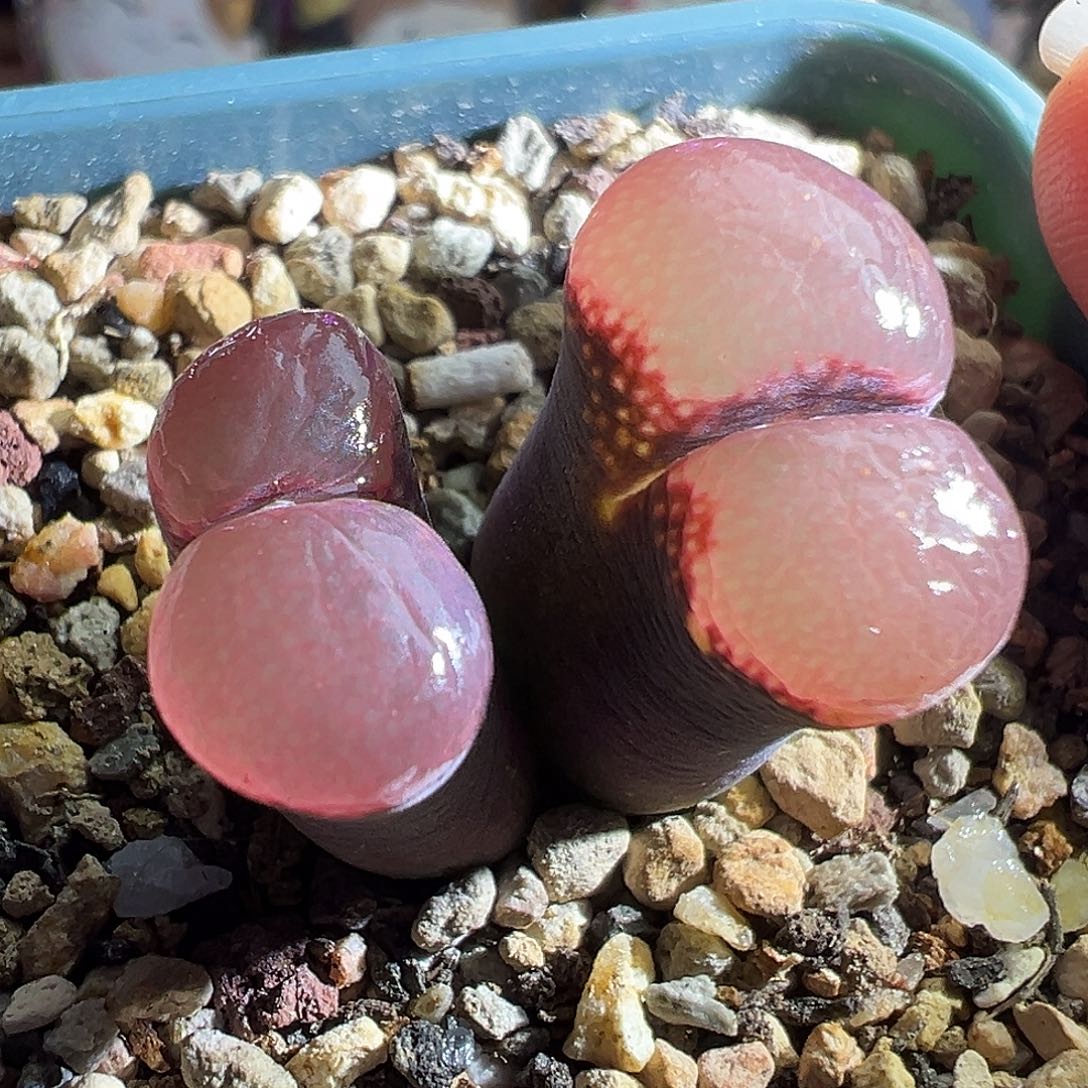 炸福利紫体红。        