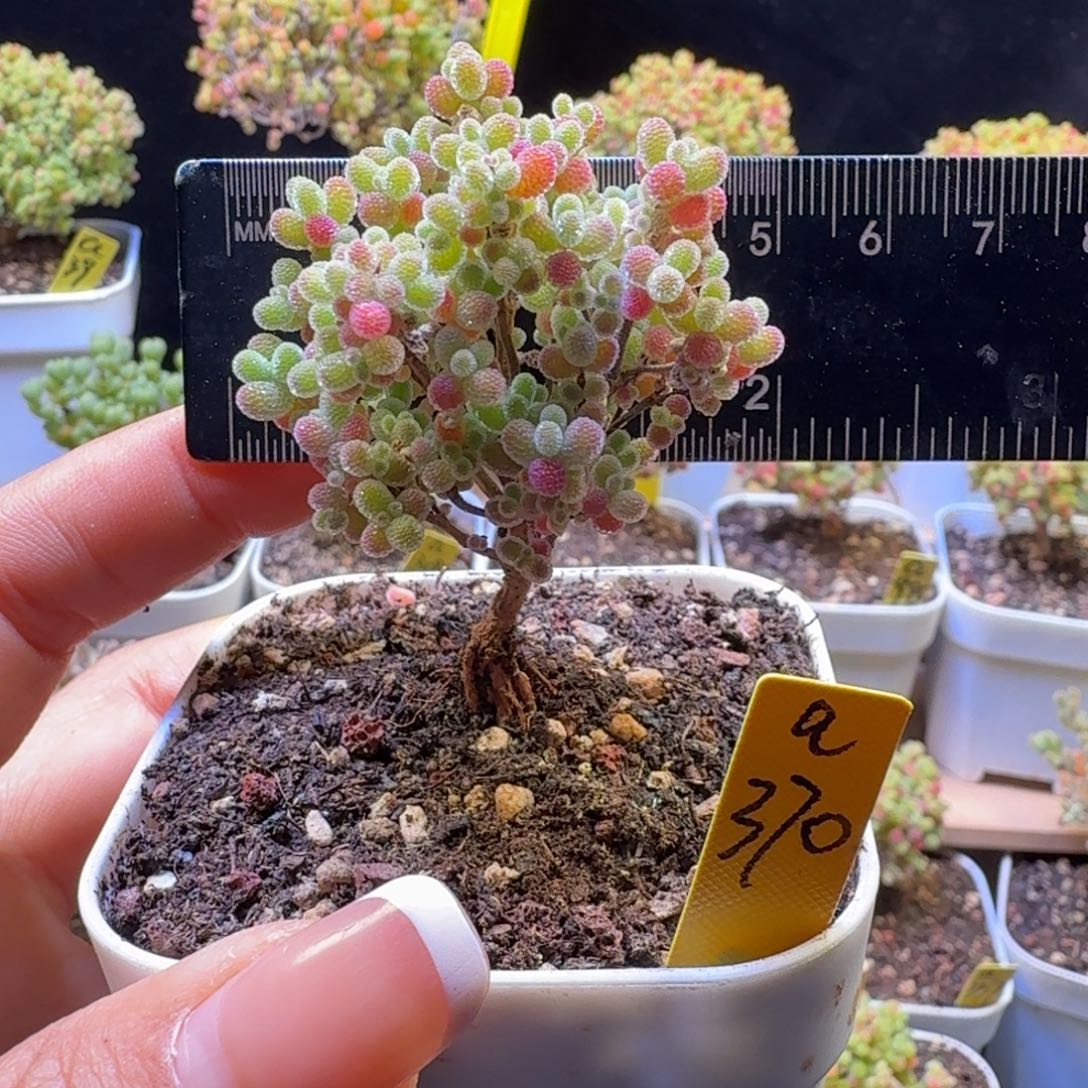 a370号橘子糖冠服5厘米左右