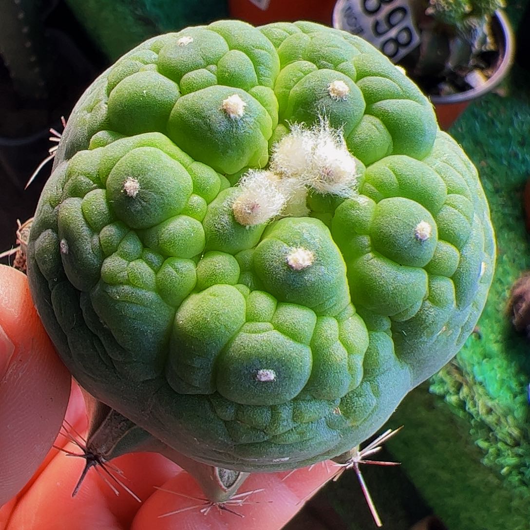 福利大尤五棱龟甲仙115