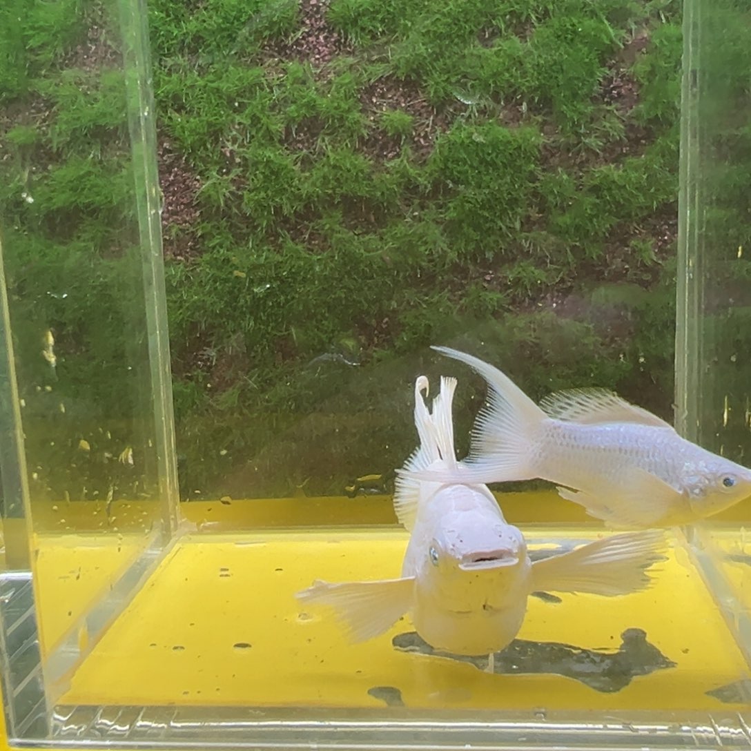 黑玛丽鱼瓷白种鱼一对 