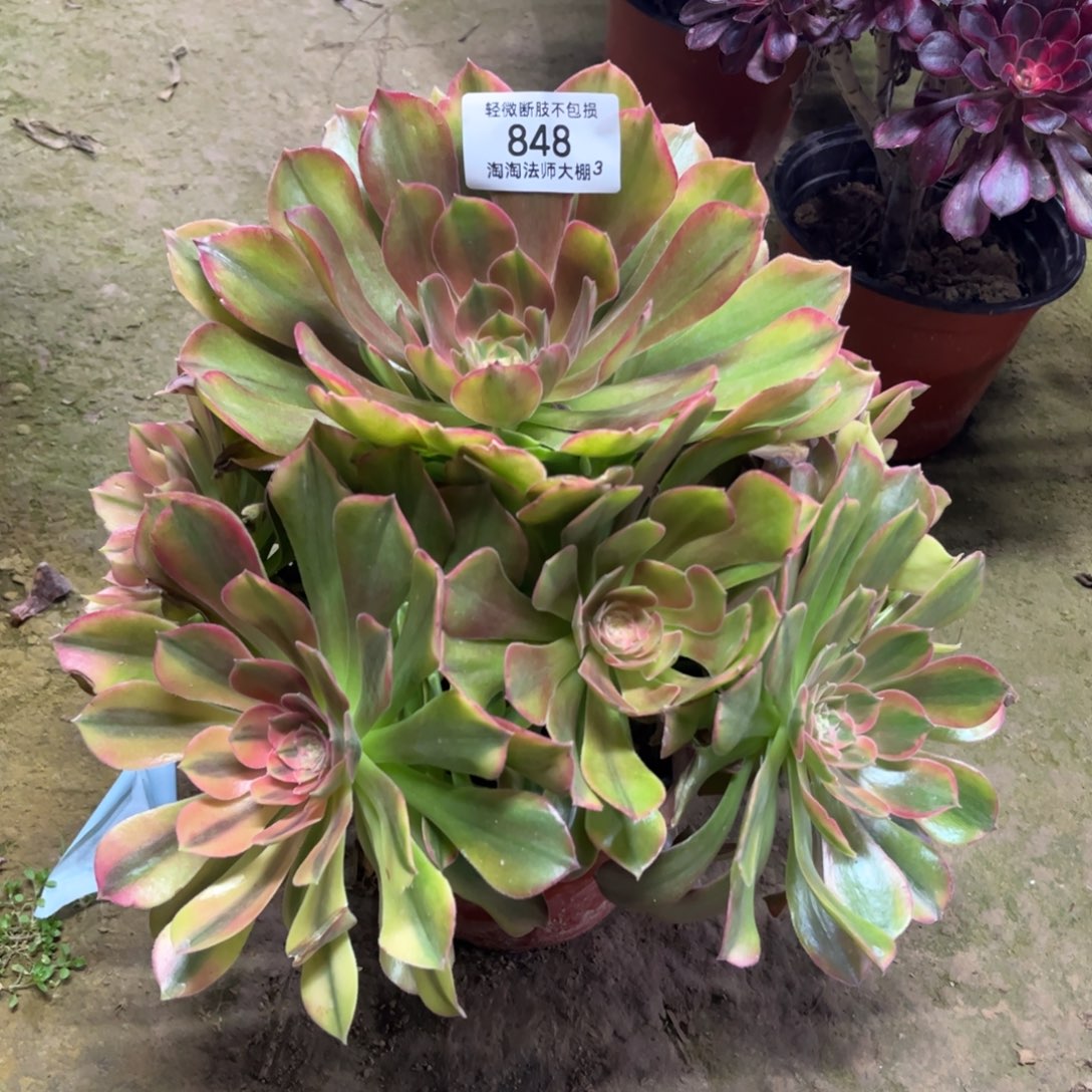 848金丝橘多肉植物法师