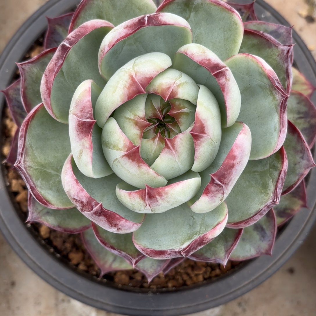 6号宽叶惊鸿，好看好看。