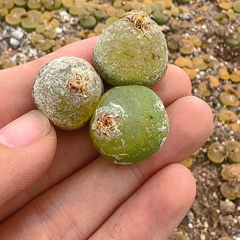 【闪购商品】20030