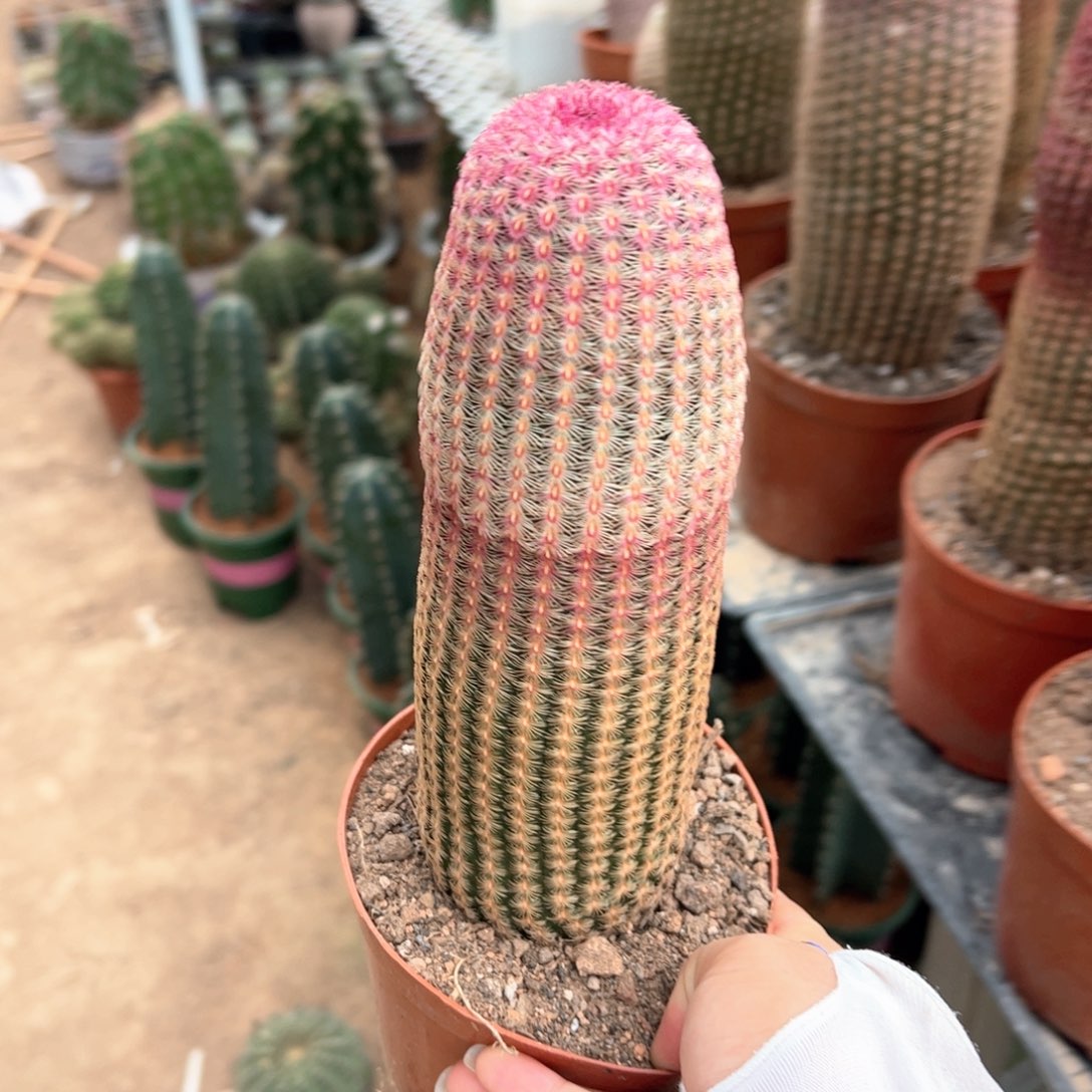蔷***薇红太阳。           