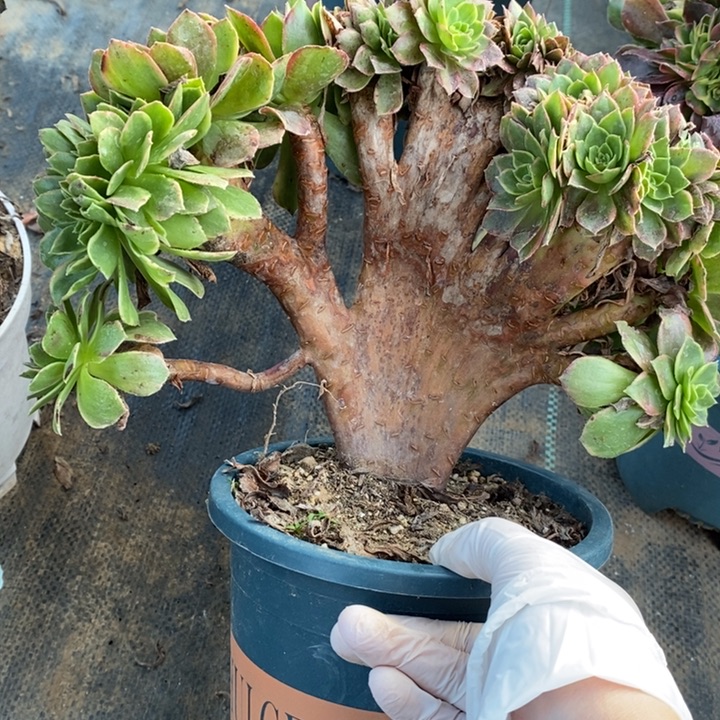 万黄23多肉植物法师法师