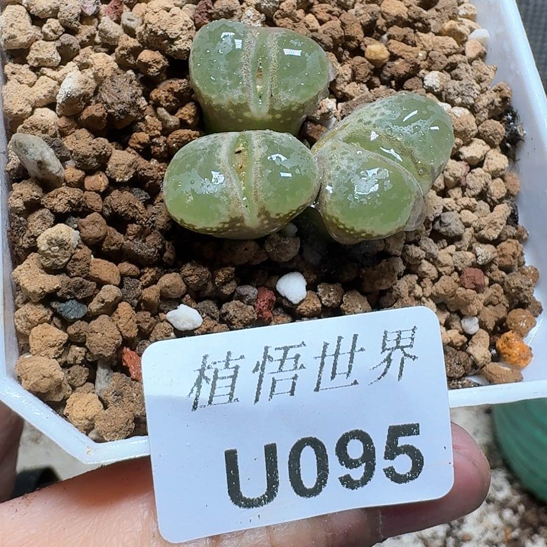 095厚德载物哇更多肉植物哇f