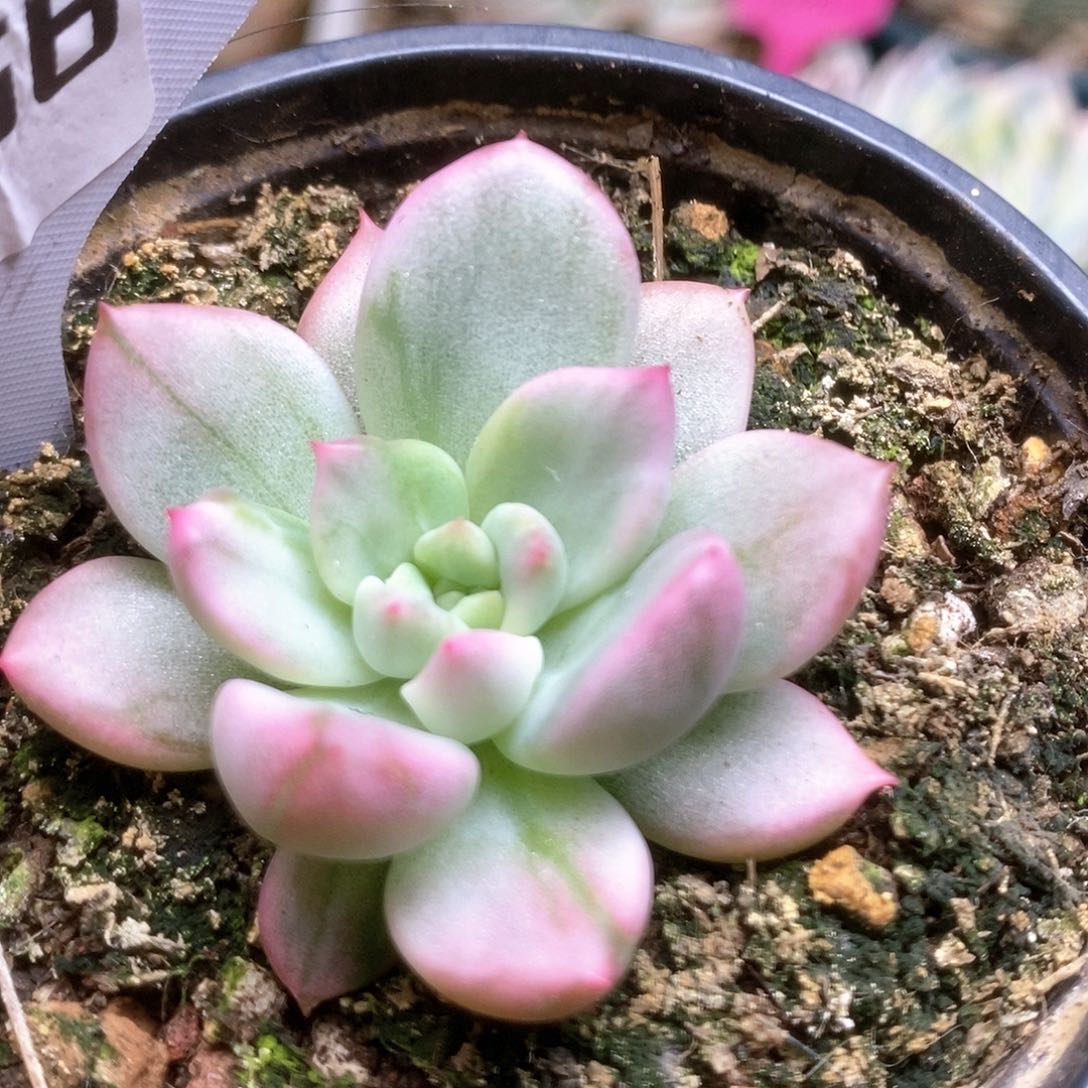 056鹰嘴红锦锦锦锦锦