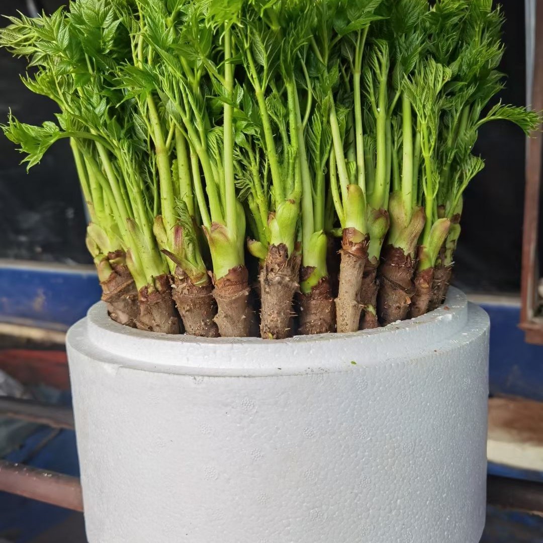 刺嫩芽带杆菜嫩芽可吃