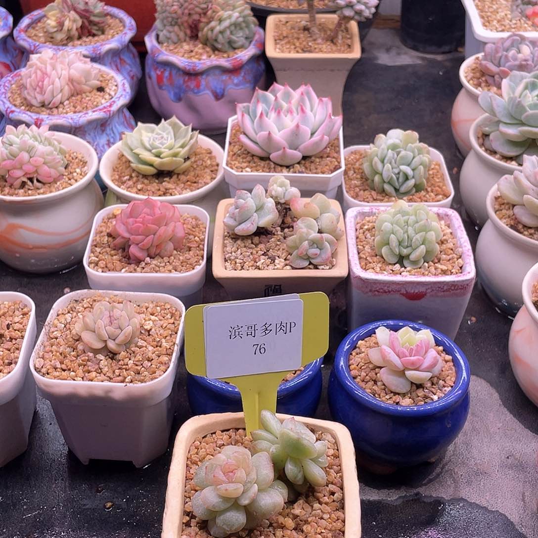 滨哥多肉P76双头白恋石化