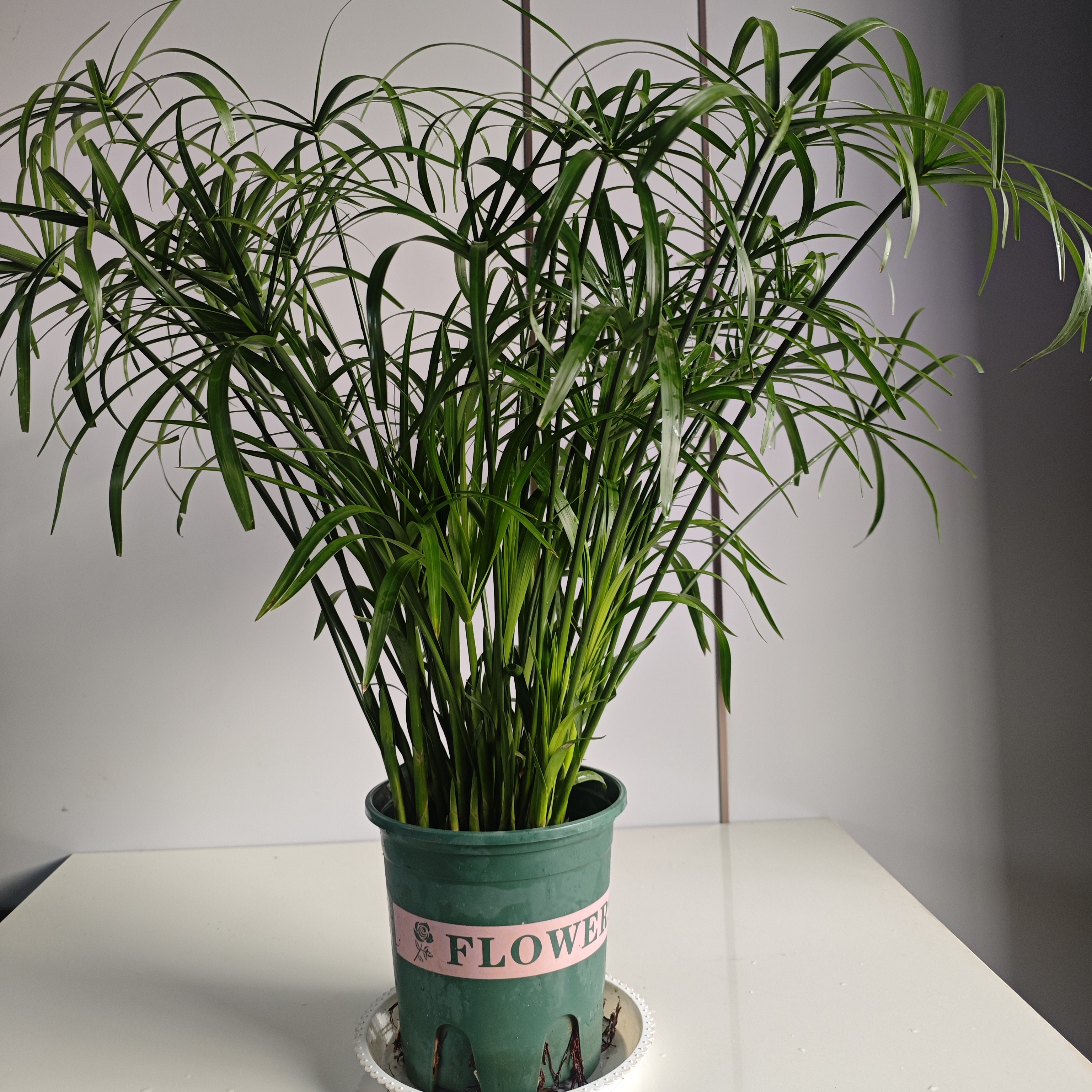 水竹盆栽可土培水培用于室内绿植庭院造景四季常青客厅水培鱼缸