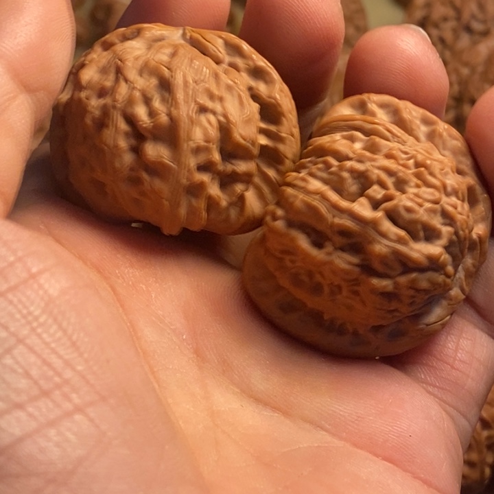 新***弟血麒麟123466个自然庄紫牙乌/石榴石（处理）