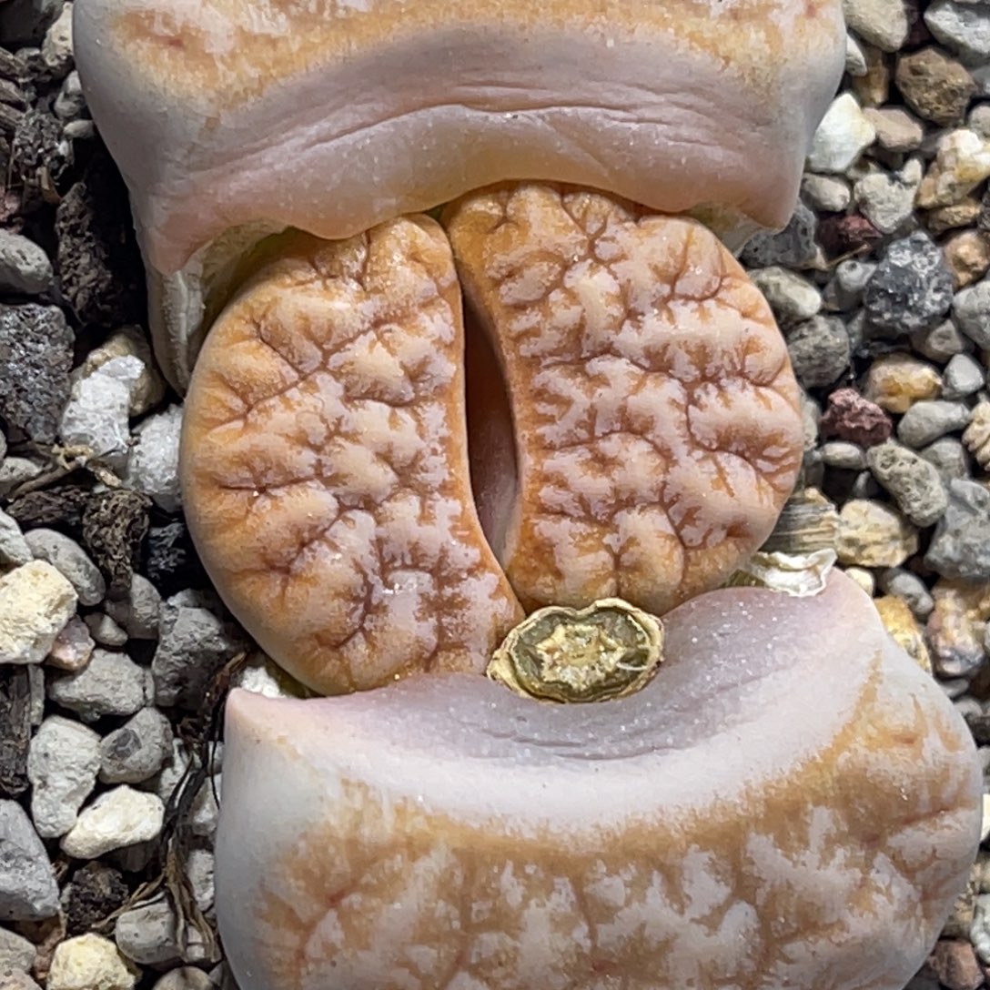 7266拿铁189睫毛凹凸