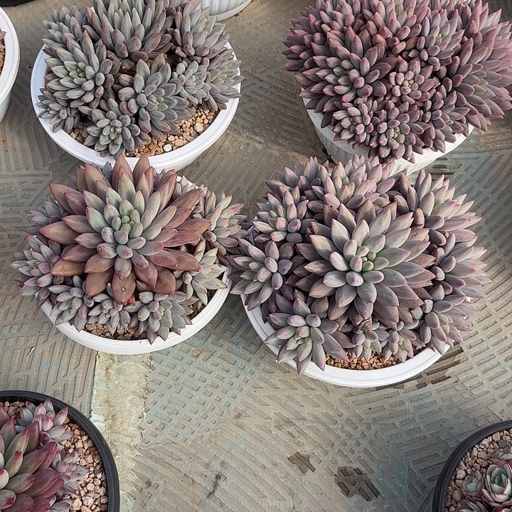 水晶球基因美人加红蜻蜓啦啦啦寄养