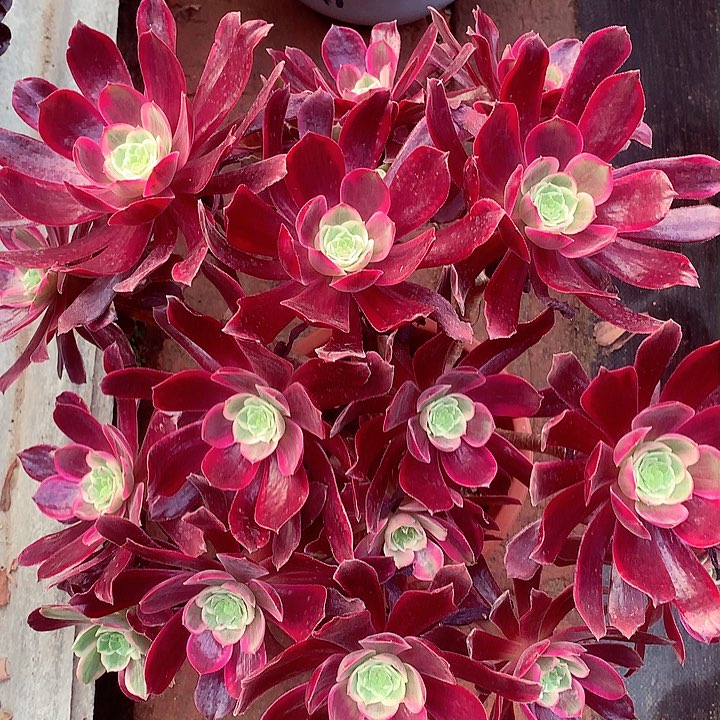 赤霞飞啊啊啊啊啊啊啊啊