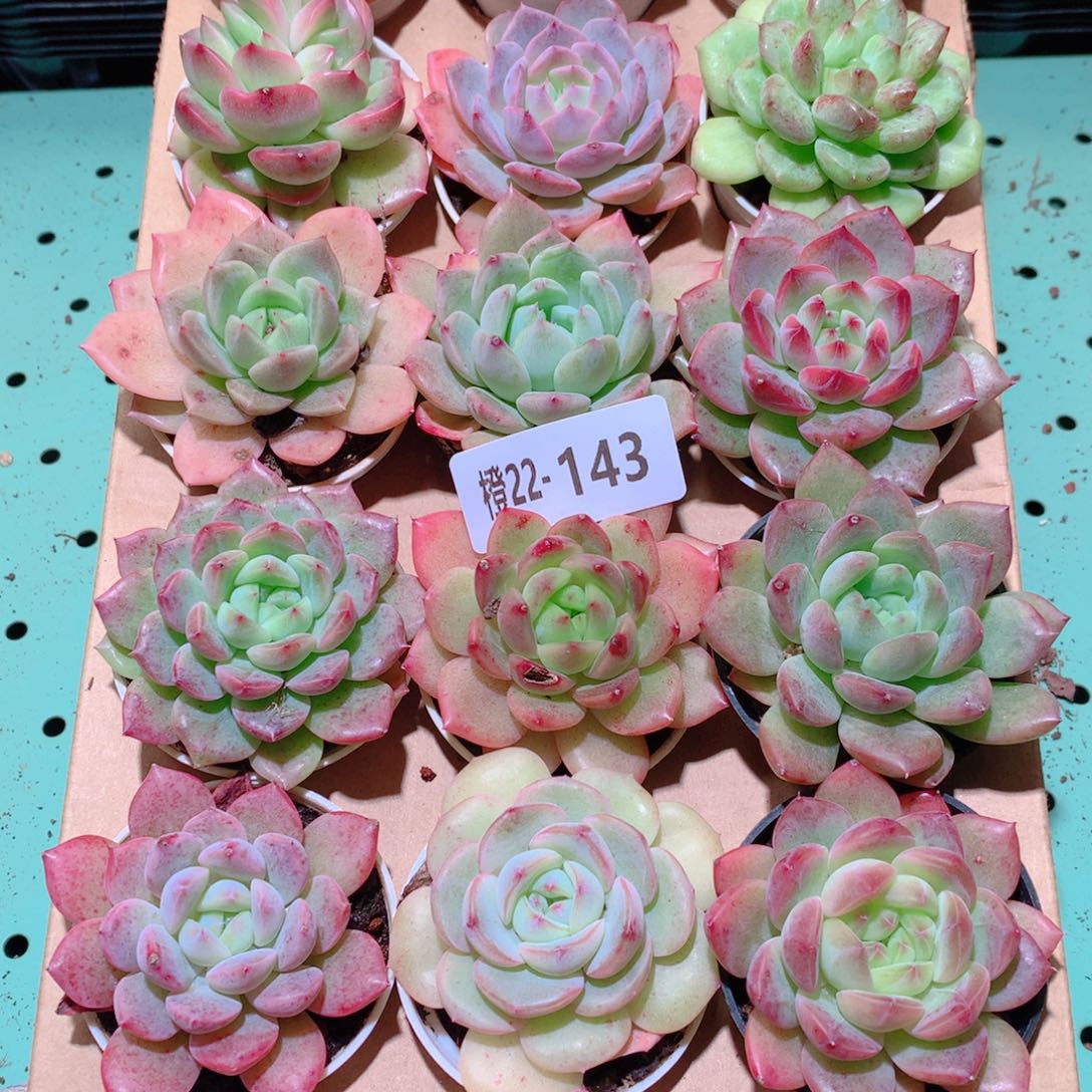 22-143一物一拍多肉带盆18颗