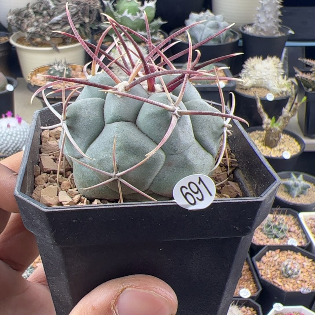 高木绯冠龙实生5一物一拍691