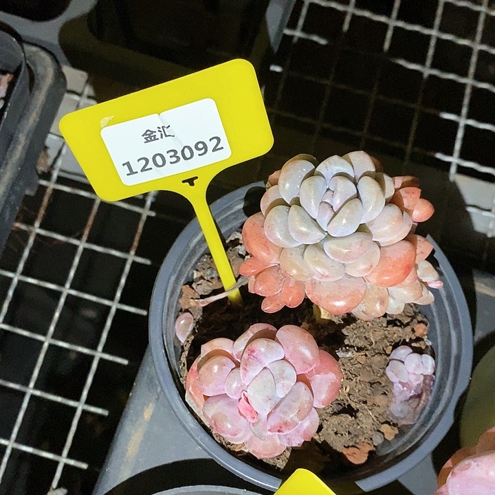 福利多多。1203092