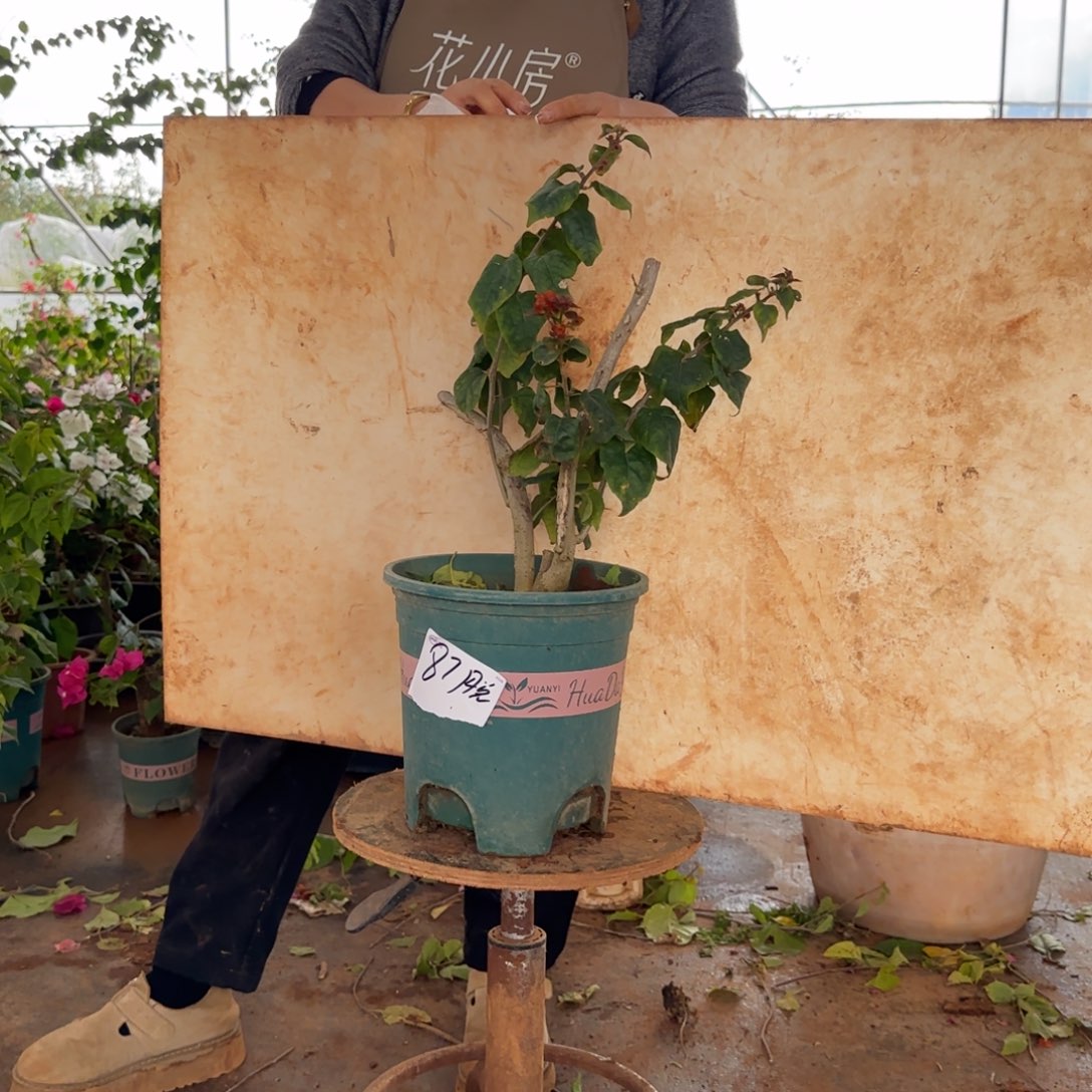 大部分花苞少量开放哪吒 87脱