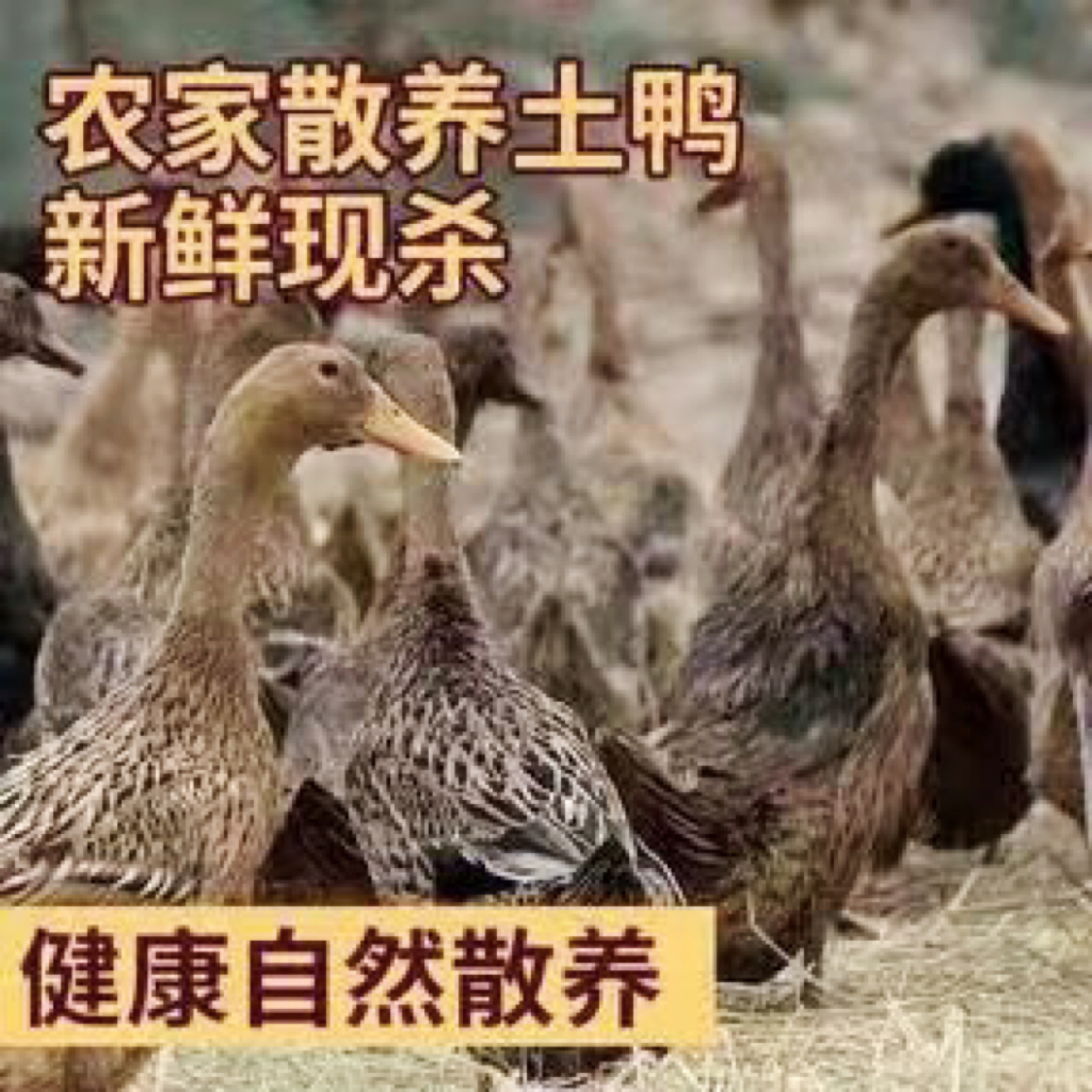 （精选三只）自然生长放养土鸭麻鸭新鲜现杀