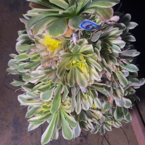 绿羊绒白锦多肉植物62多肉