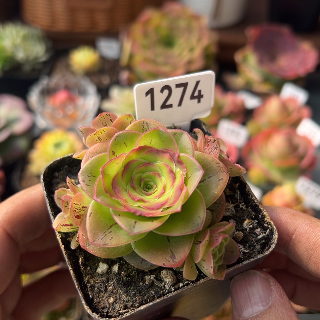 秋红叶1274山地玫瑰多肉