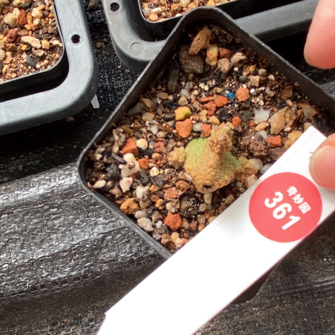 有疤蛇凝蹄玉群一颗