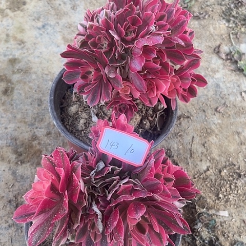 多肉植物粉女巫143