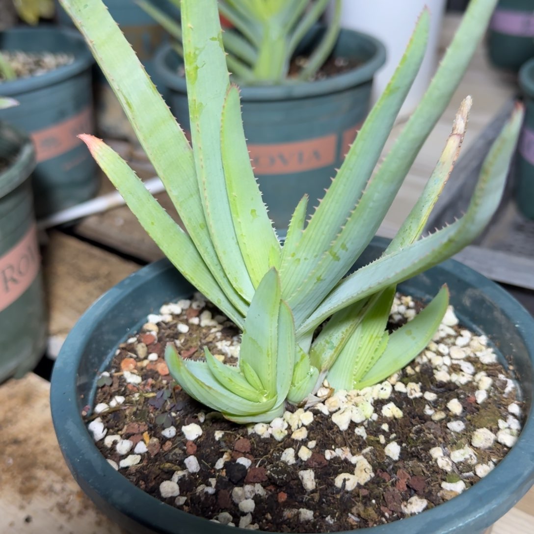 石玉扇芦荟多肉植物