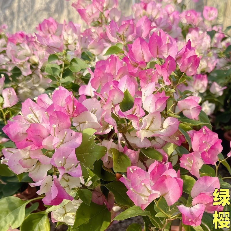 【广红缨】三角梅盆栽庭院春季阳台飘枝绿植花卉（终生包对版）