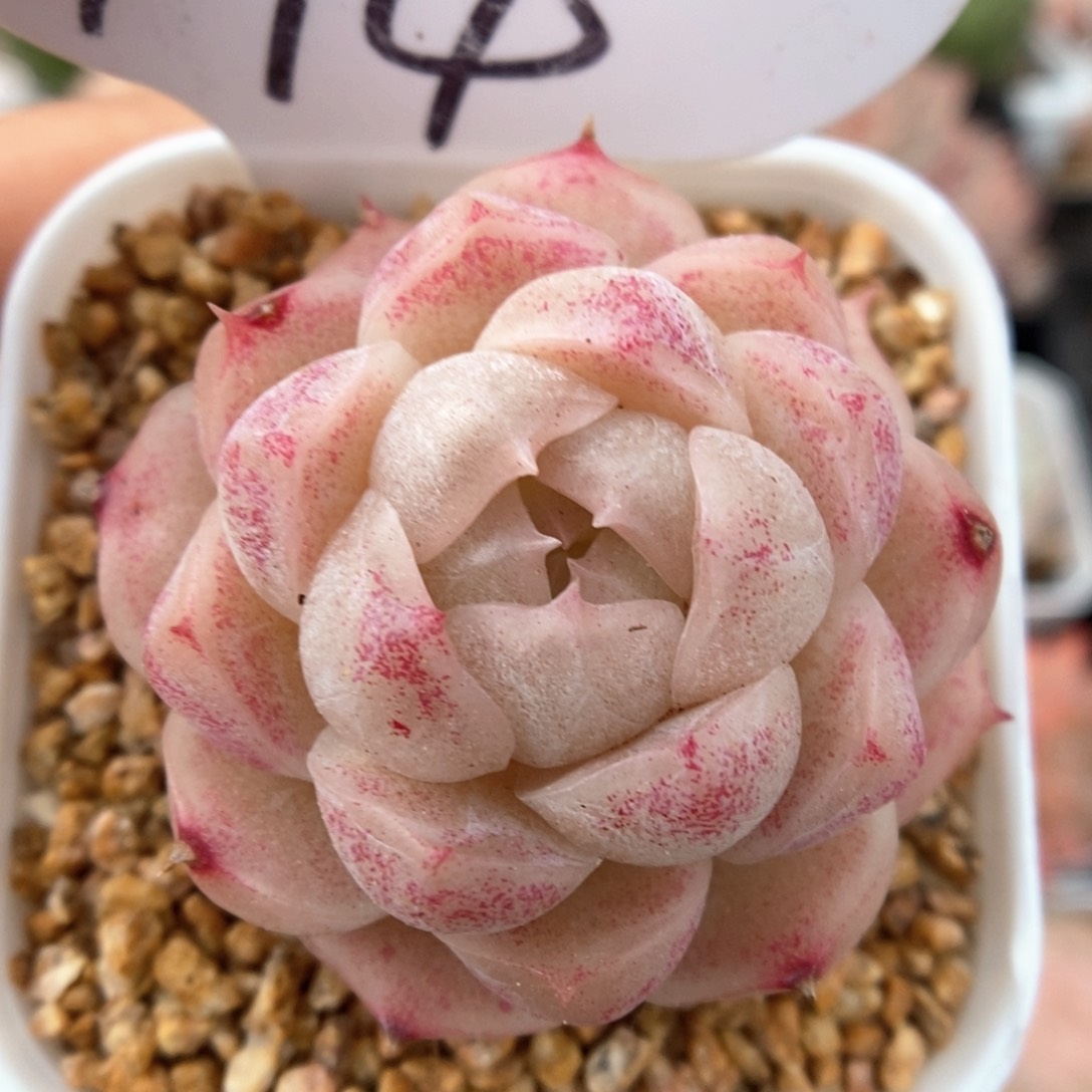 粉油透麦秆可拍994号。