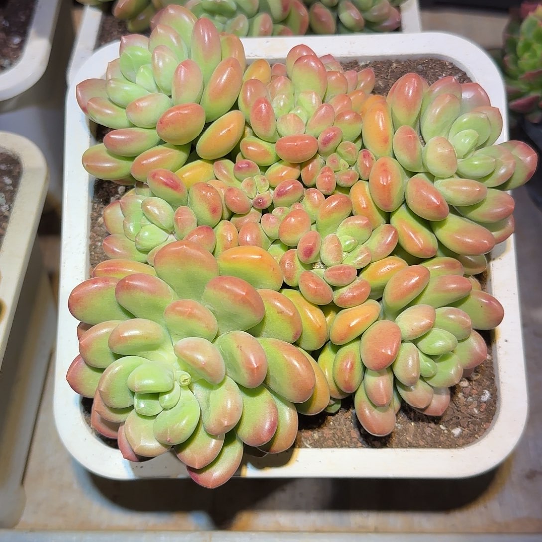 阳光玫瑰整无砍群生