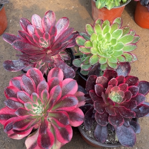 797多肉植物组合